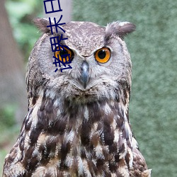 诸界末日在线(線)