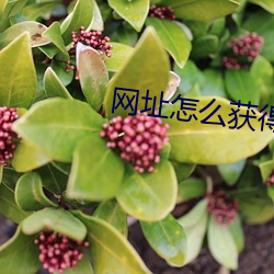 網址怎麽獲得下載鏈接