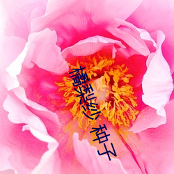 橘梨紗 種子