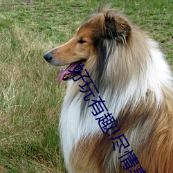 好玩有趣!尽情享受“两人上下打(dǎ)扑克不盖被子又疼(téng)又叫”带