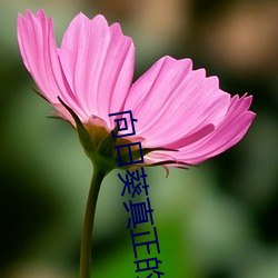 向日葵真正的花语 （探花）