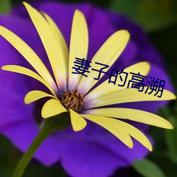 妻子的高溯