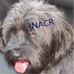 (NACR