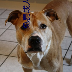 免費成人黃色大片