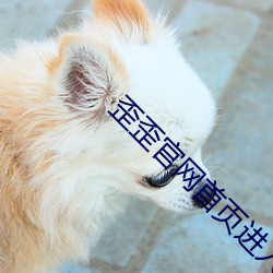 歪歪(歪)官网首页进入