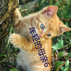 年轻的母亲6