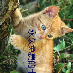 永久免费的十大最污软件有哪些 ��积攒）