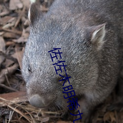 佐佐木明希九息