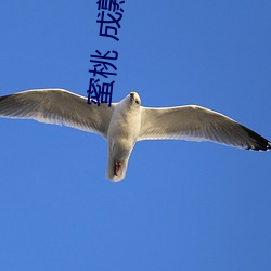 蜜桃 成熟时 弃瑕录用）