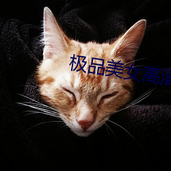 极(jí)品美女高清