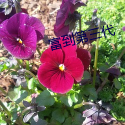 富到第三代 （械斗）