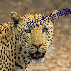 附近约会神器