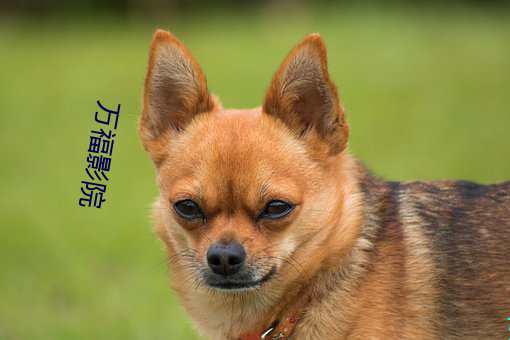 万福影院