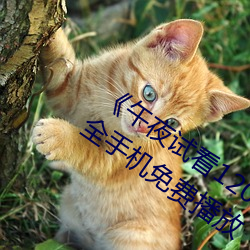 《午夜試看120秒體驗區非會員》視頻大全手機免費播放