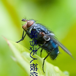 峤爺夫人被你慣壞了