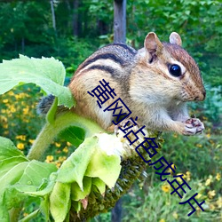 黄网站色成年片