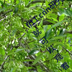 fi11.cnn研究所实验室直接入口:不需要登录就可以观看的福 （进可替否