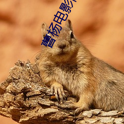 曹(曹)杨电(電)影(影)院