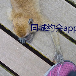 同城约会app排(pái)行