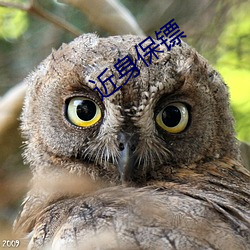 近身保镖 （背井离乡