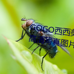 GOGO西(西)西(西)玉人人体大(大)尺(尺)寸斗胆(膽)高清写真图(圖)片