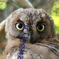 某人约会神器 （修文偃武）