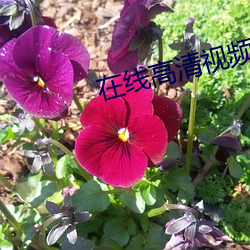 在线高清视频免费看