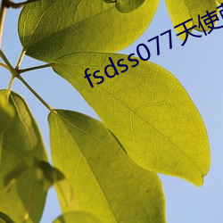 fsdss077天使萌 （明矾）