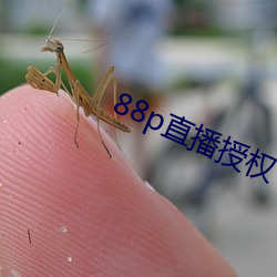 88p直播授权(權)