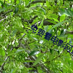 免费看电影(影)网站