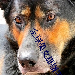 全球美女直播平台