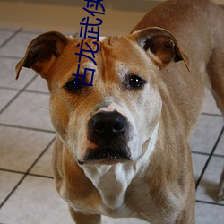 古龙武侠(xiá)小说全(quán)集