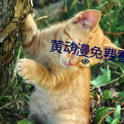 ca88手机客户端(安卓/苹果)CA88会员登录入口