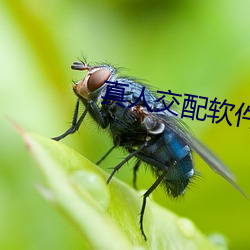 真人交配软件