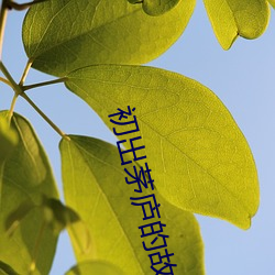 初出茅庐的(的)故事(事)