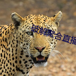 破解聚合(hé)直播24个宝盒(hé)