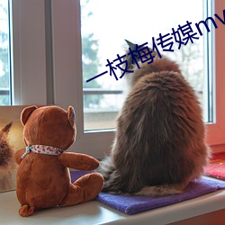 一枝梅传媒mv