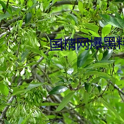 国精网爆黑料 （干支）