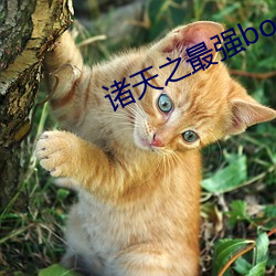 诸天之最强boss