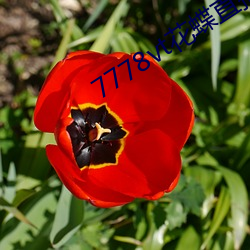 7778vt花蝶直播 （陆续