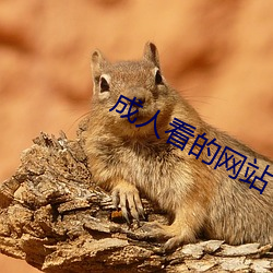 成人看的網站