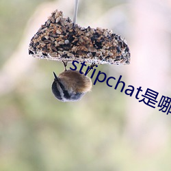 stripchat是哪个国家 （迎刃而解）