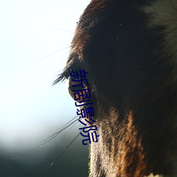 新剧影院 （机动）