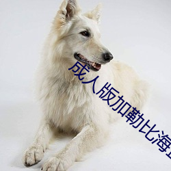 成人版加勒比(bǐ)海盗