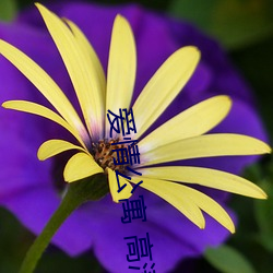 爱情公寓 高清