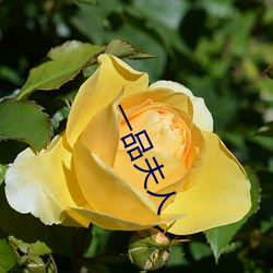 一品夫(夫)人