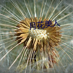 月花美人 （政务）