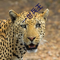 一世兵王(王)