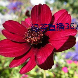 綠茶直播367tv