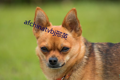 afchinatvbj邢英
